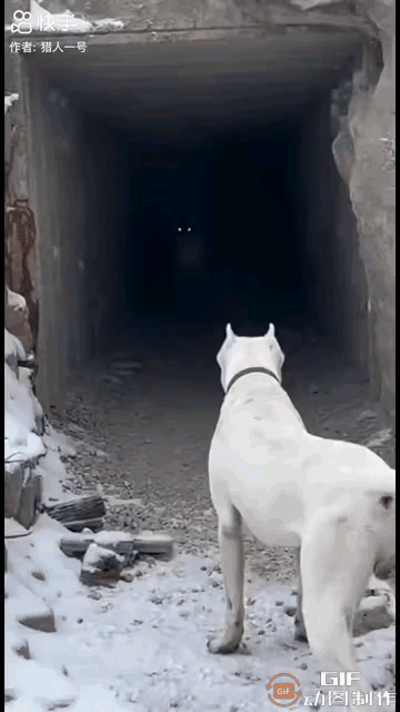 一只白狗跟着主人经过废弃涵洞时，洞里忽然有东西缓缓靠近。白狗瞬间警觉，守在洞口不