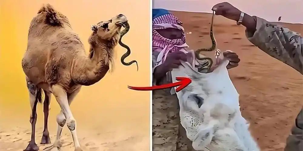 为什么要喂骆驼吃毒蛇？一位50多岁的新疆牧民告诉我，大部分人都不知道，阿拉伯人会