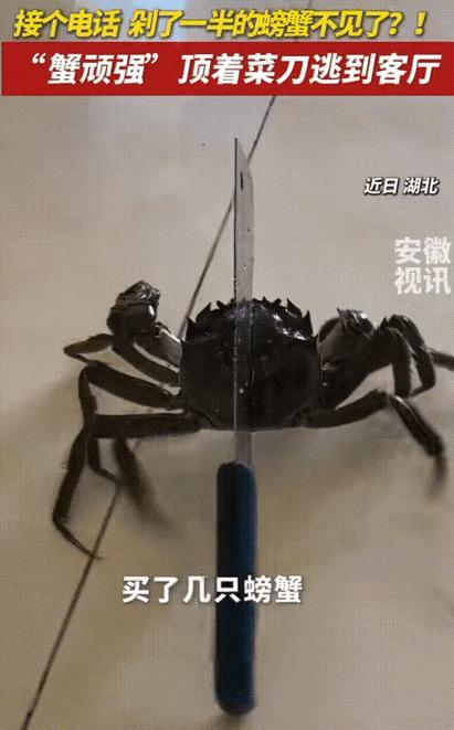 万物皆有灵性！10月11日湖北，男子买了几只螃蟹，正在厨房剁，恰巧手机响了，他没