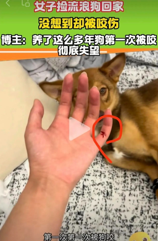 爱狗人士也翻车了！收养流浪狗反被狗咬一口，气愤将狗丢门外抛弃
