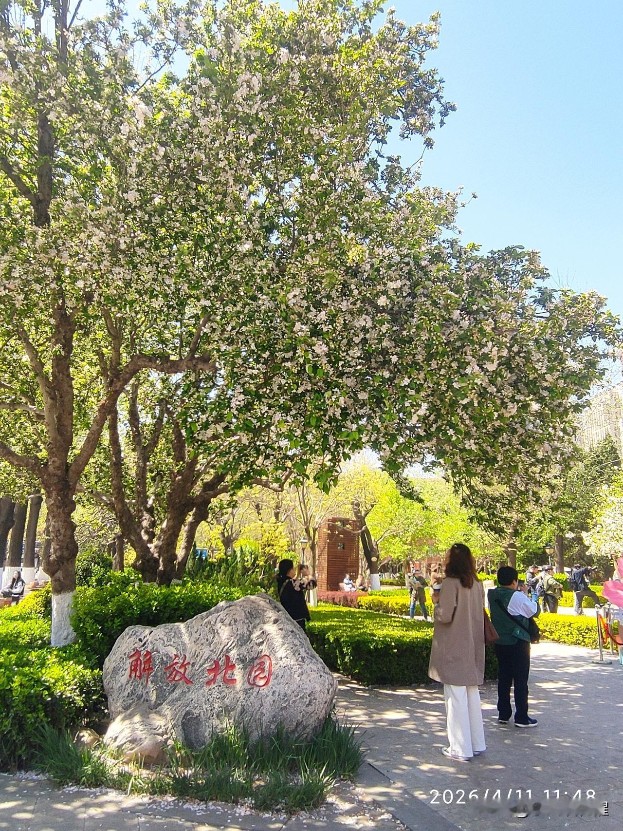 前两天出门遛弯，走到泰安道在解放北园里坐了一会。公园的风景真是美，有的一些花已凋