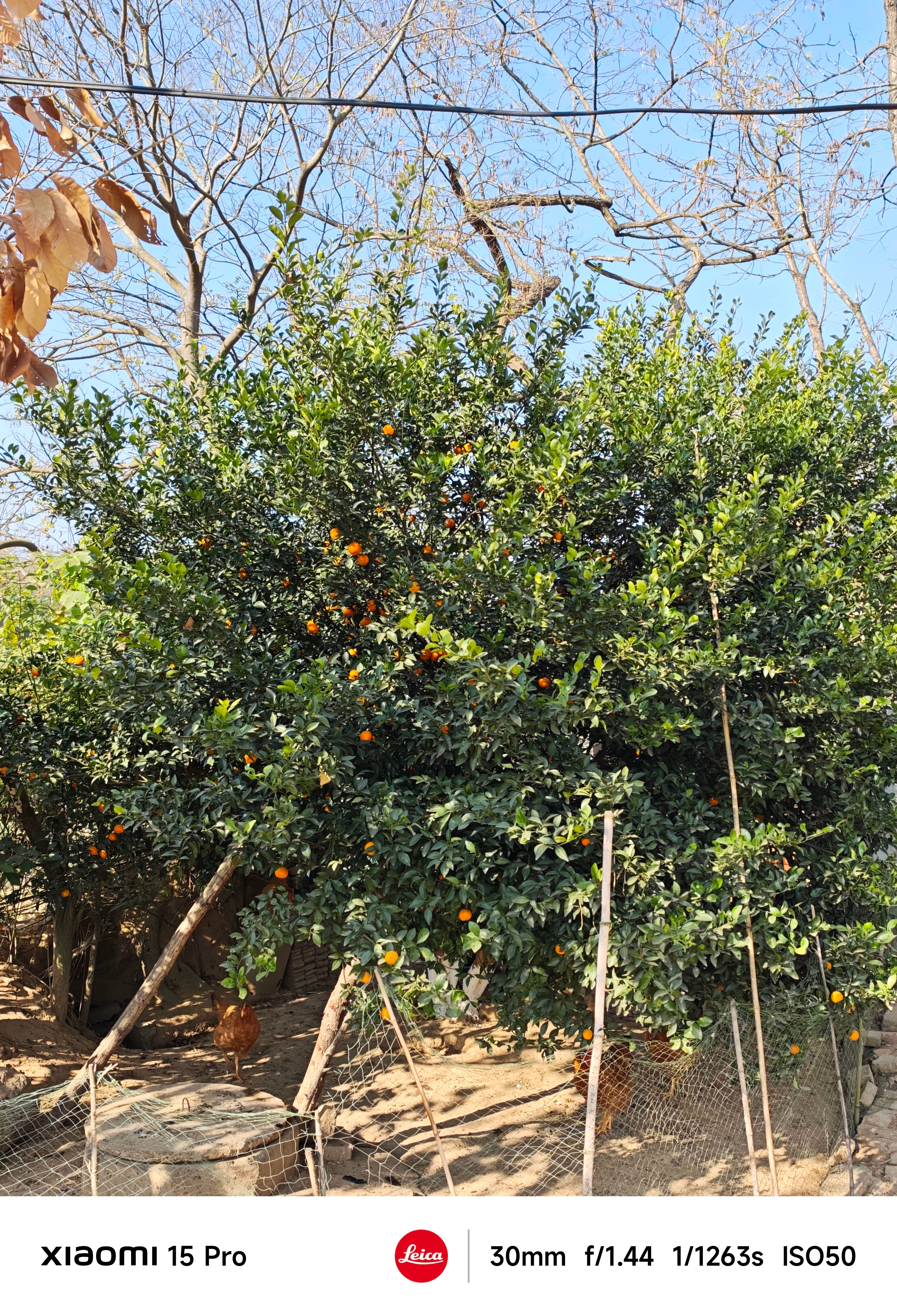 今年老家的一棵橘子树收成不错