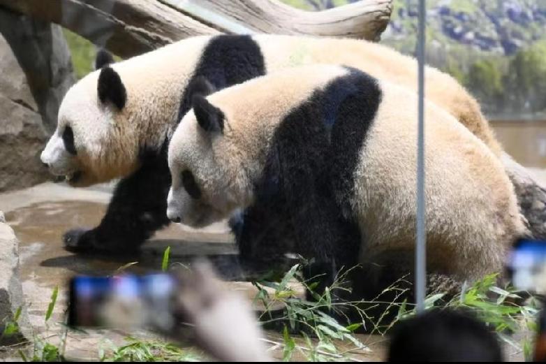 日媒:中日关系跌入低谷，日本以后将不再有熊猫，民众很沮丧！12月15日，日