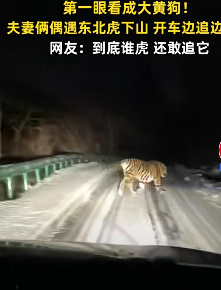 老虎不发威以为是病狗，这对夫妻真虎！刚刚刷到一个视频，看完后我