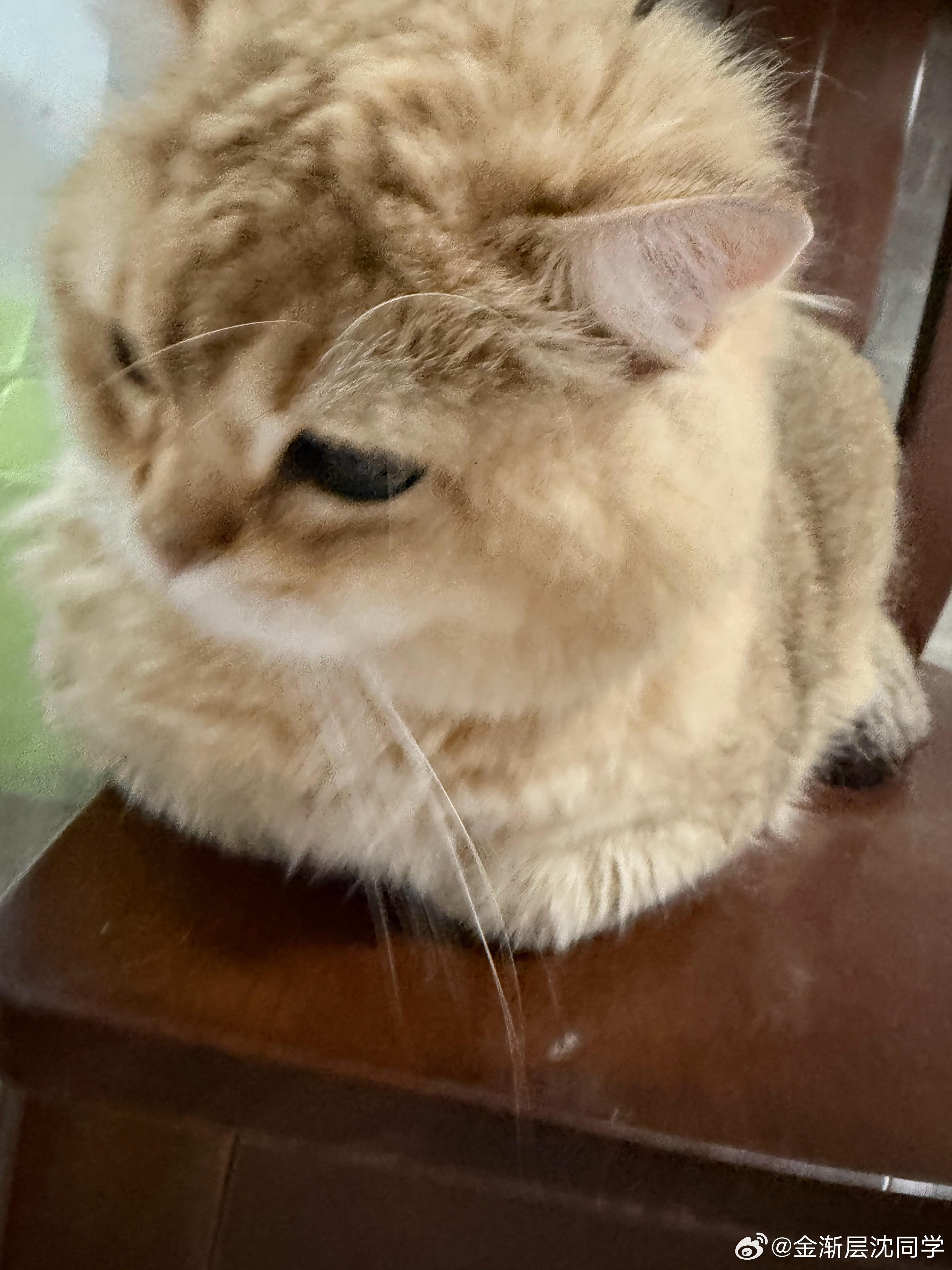 北京下冰雹，猫猫安稳的睡觉萌宠猫咪