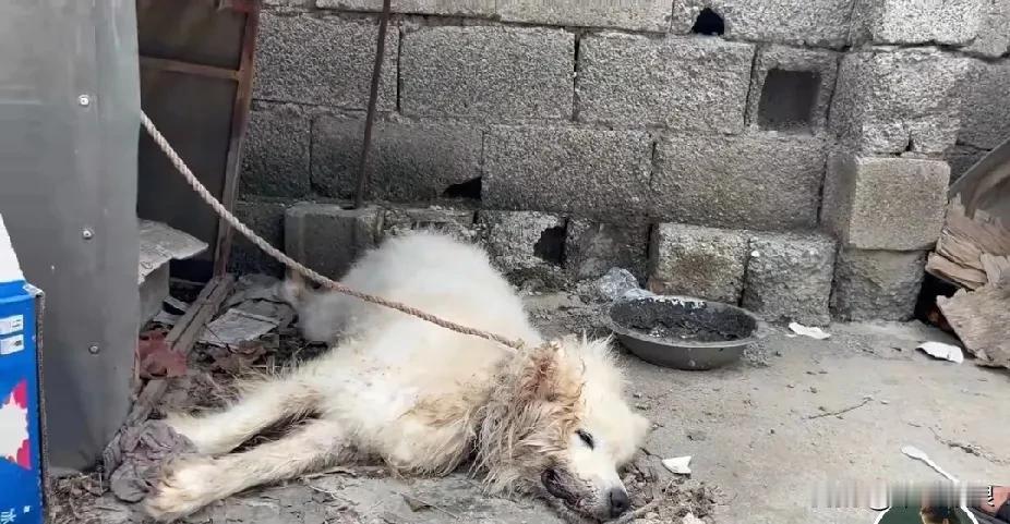 为了孩子高考，原本拴在老家的萨摩耶，被人打断了腿，在烈日下暴晒，无人过问。它奄奄