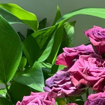 种植／微公益玫瑰种植方法1、根部种植首先需要将鲜花剪下，用酒精消毒，备用。其次