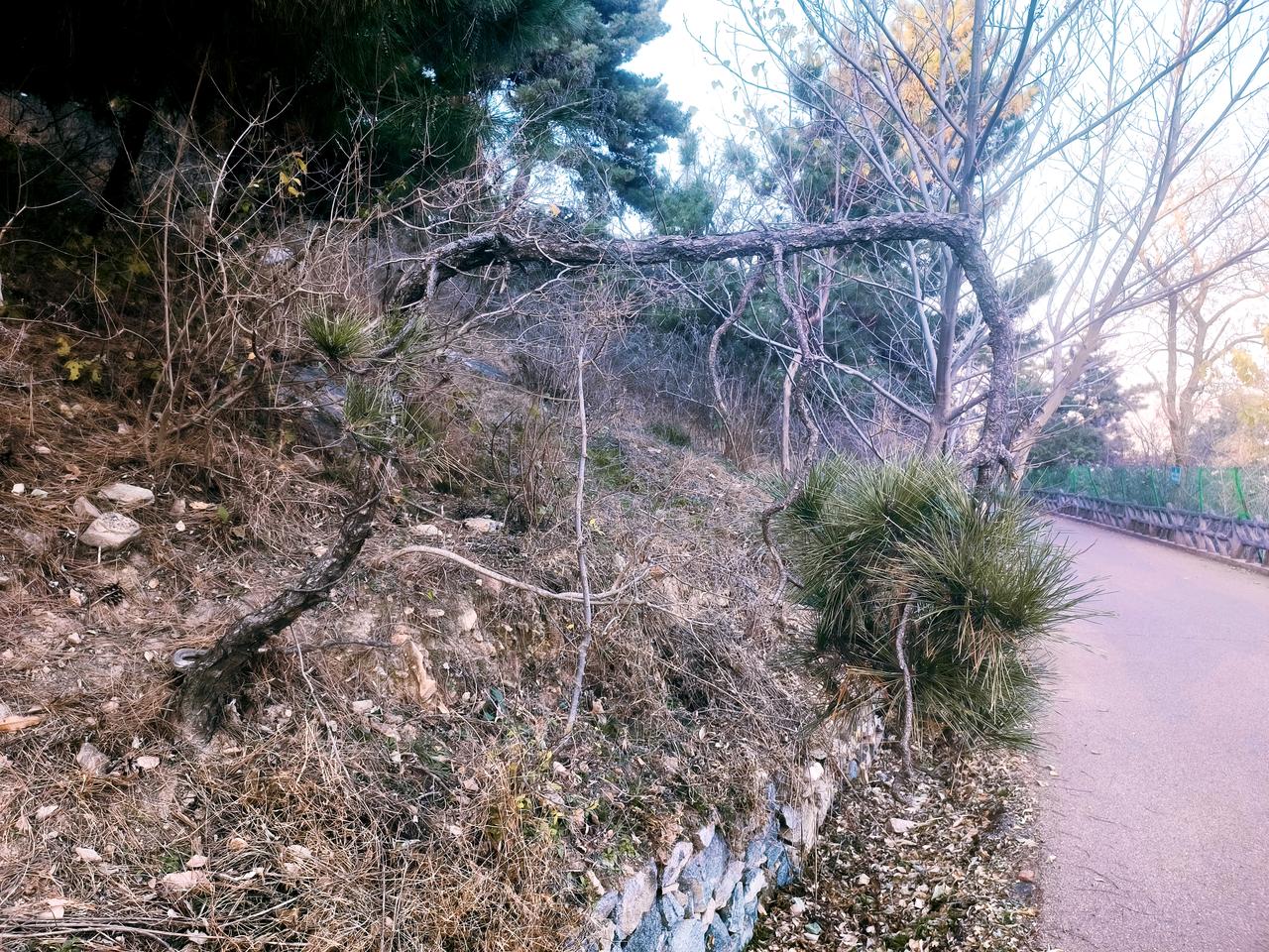 只有那些死犟死犟的人，自以为很高洁，其实完全是为了虚名，自私罢了。弯腰低头，