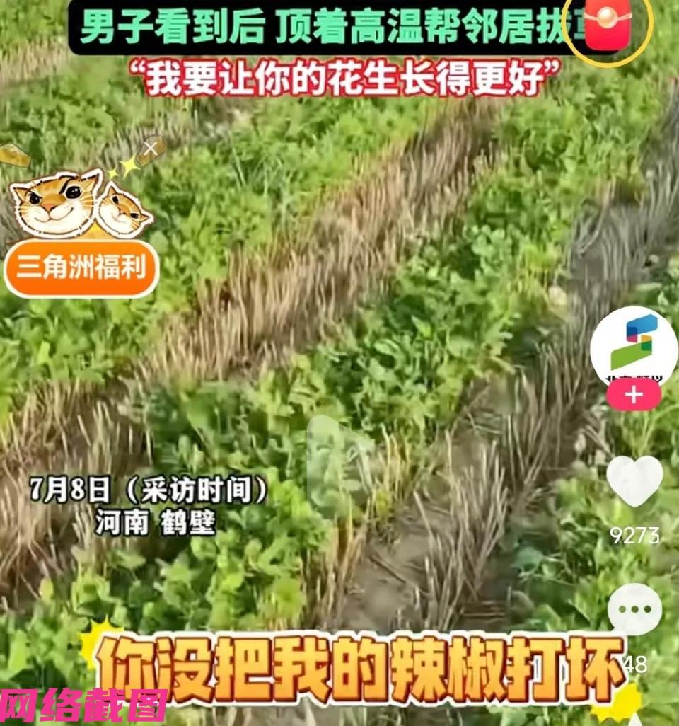 河南鹤壁有男子种了一些辣椒地，这天去地里看辣椒的长势怎么样，细心看到自家的辣椒地