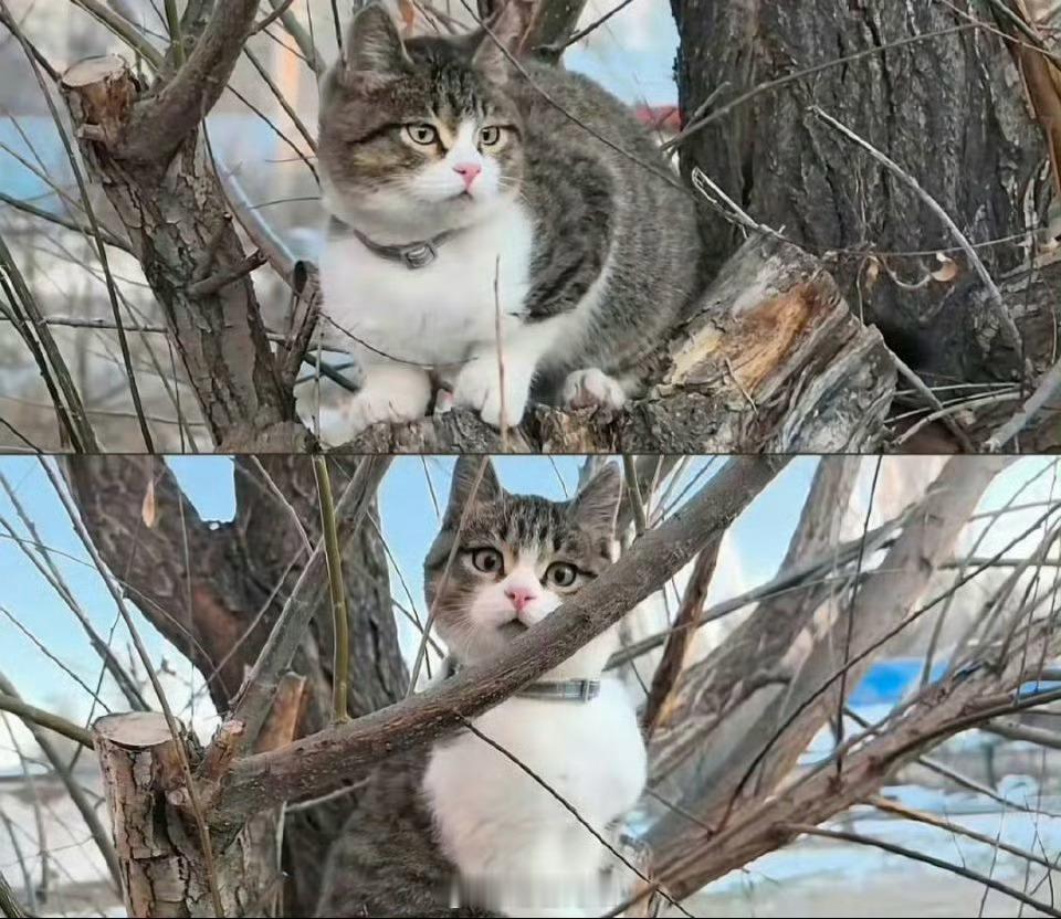 这么可爱的小猫悟空小猫，怎么就突然发生了意外了呢，抖音和视频号曾多次刷到它，就那