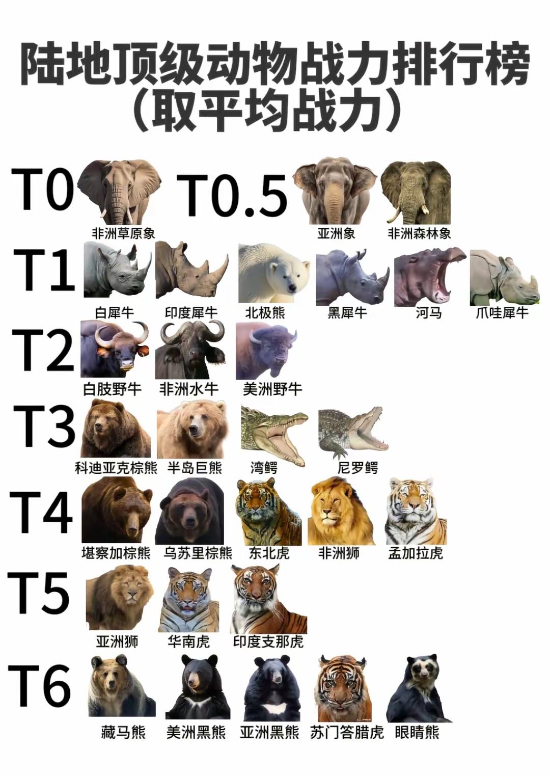 除了大象外，白犀牛才是陆地战力天花板！1. 白犀牛｜1000分：体重2‑3.6