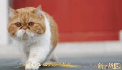 记者问故宫院长单霁翔：“故宫有200多只野猫，为何不驱赶？光喂养费就得一大笔。”