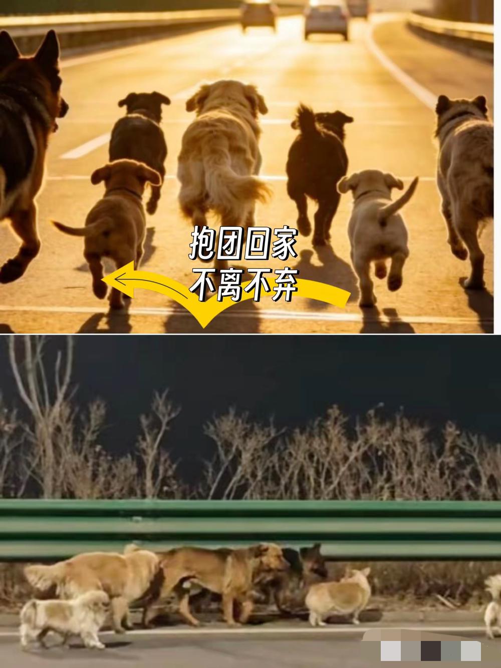 刚刷到长春7只狗的事，我盯着屏幕半天缓不过神，真的被这群毛孩子狠狠震撼到了！