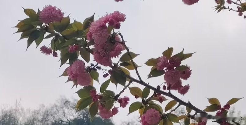 十年情感，败给了一辆车结婚十年，我以为我们的感情牢不可破。直到上个月，老婆说