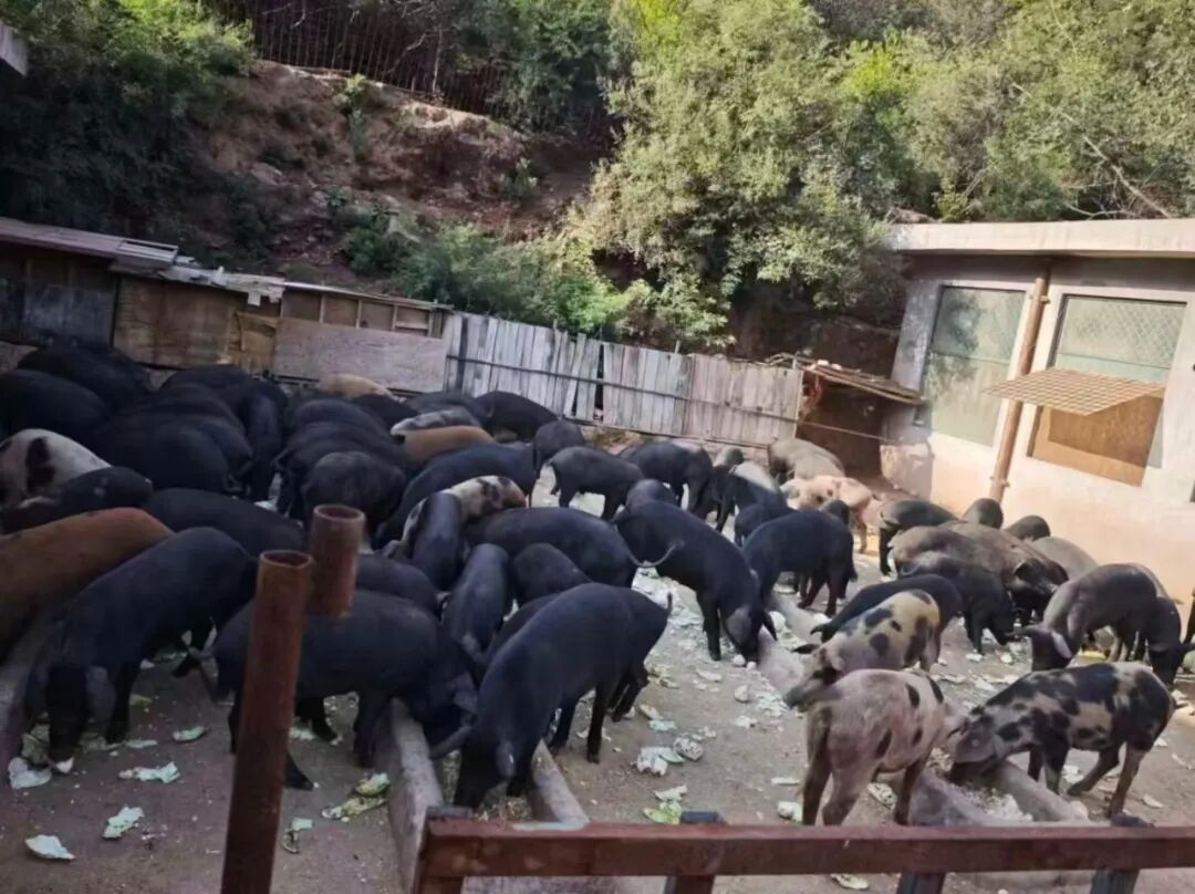 [奋力实现良好开局]郭世伟: 生态黑猪“拱”出特色大产业