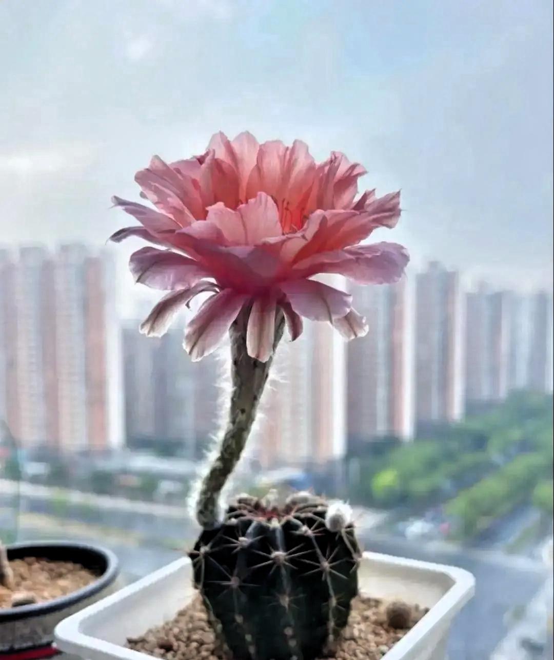 有个女的得了癌症，手术后全家都瞒着她，说是良性囊肿。她信了，恢复得挺好，天天骑车