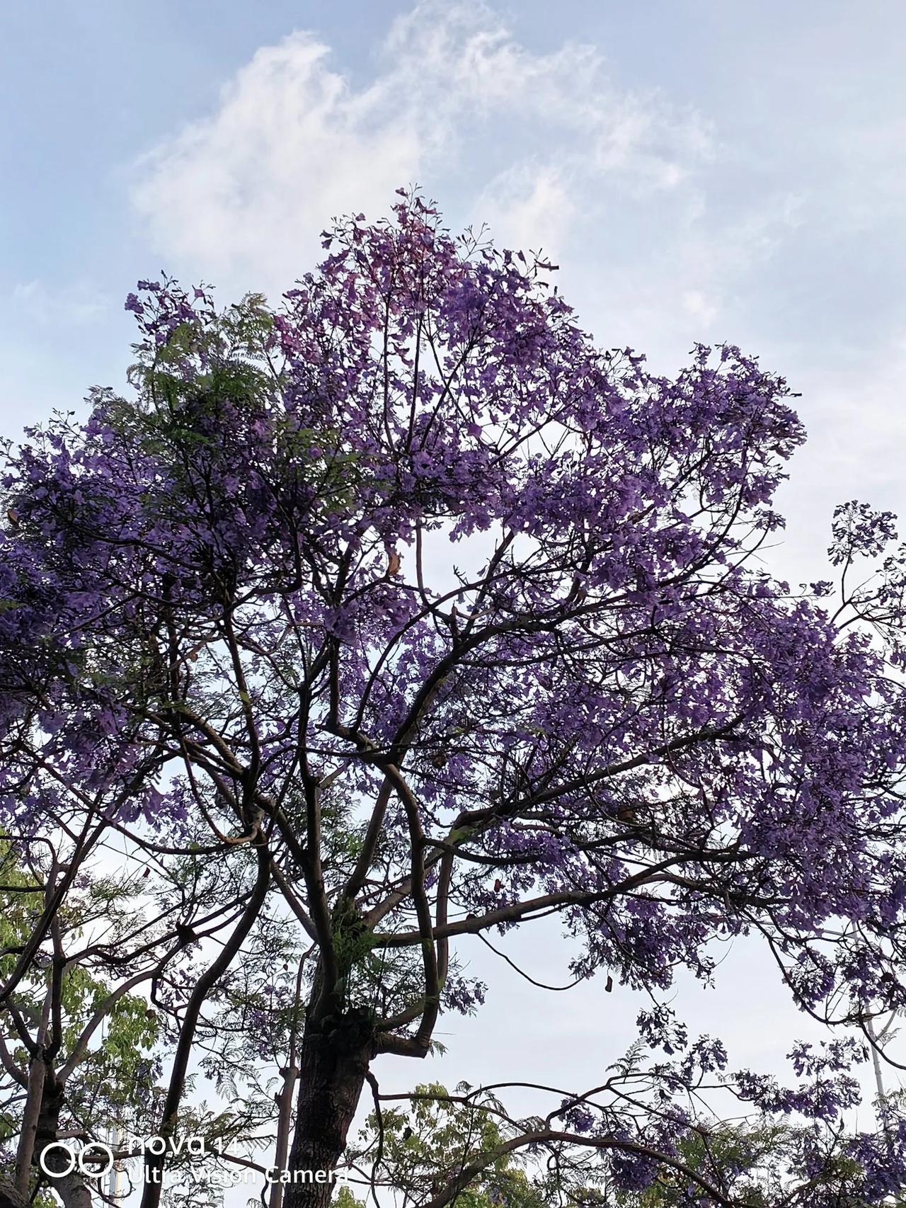 昆明官渡区飞虎大道的蓝花楹也在盛开啦！春城的蓝花楹真的的美，漫步官渡区飞虎大道