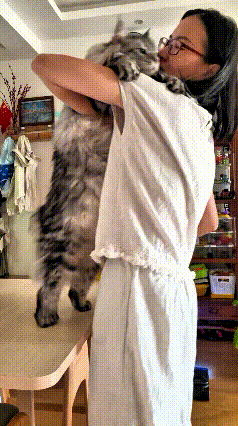 你瞅瞅这大猫，可太会撒娇黏人了！主人正忙着拖地干家务呢，它在桌子上边待着也不安生