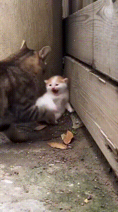 不起眼的街角，藏着最戳人心的温柔与勇敢。独自留守的弱小奶猫，无端遭到狸猫的