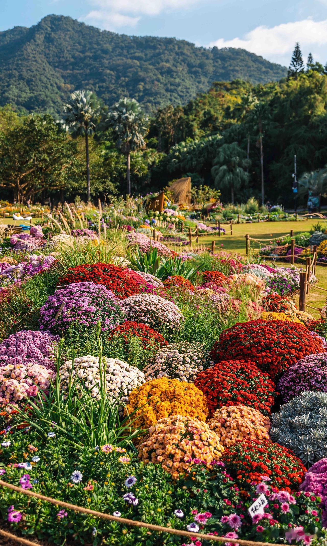深圳秋日浪漫天花板！仙湖秋花集美到心颤💐深圳的秋天藏不住啦！仙湖植物园秋花
