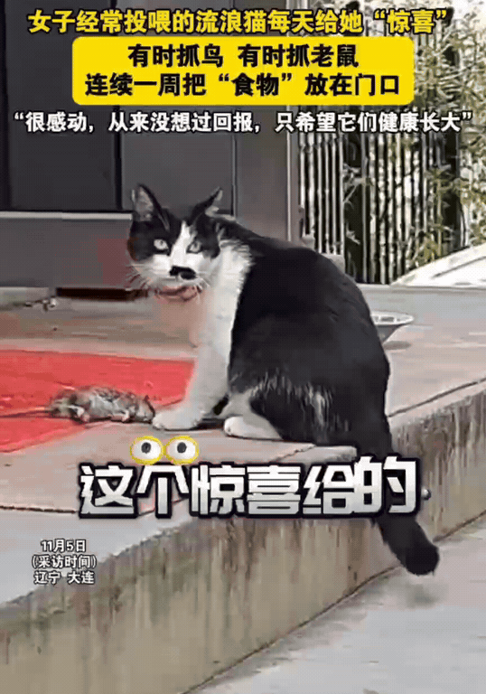 “看感动了！”辽宁大连，开店的陈女士发现，自己家店铺门口有一只老鼠，还是死的。
