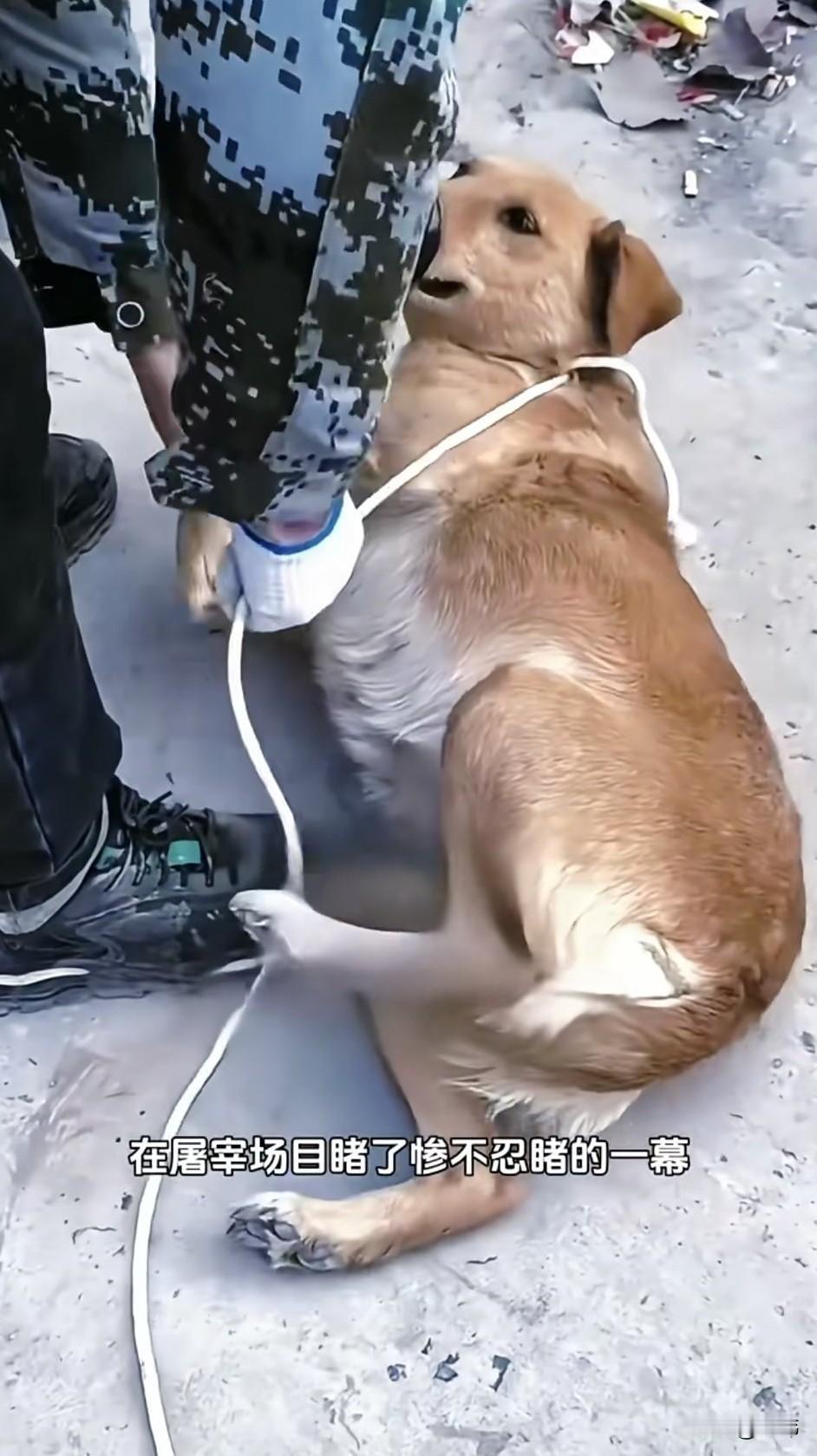 太可怜了！这天一位大哥去一个村子里办事，当他走到村口的时候，看到无比凄惨的一幕，