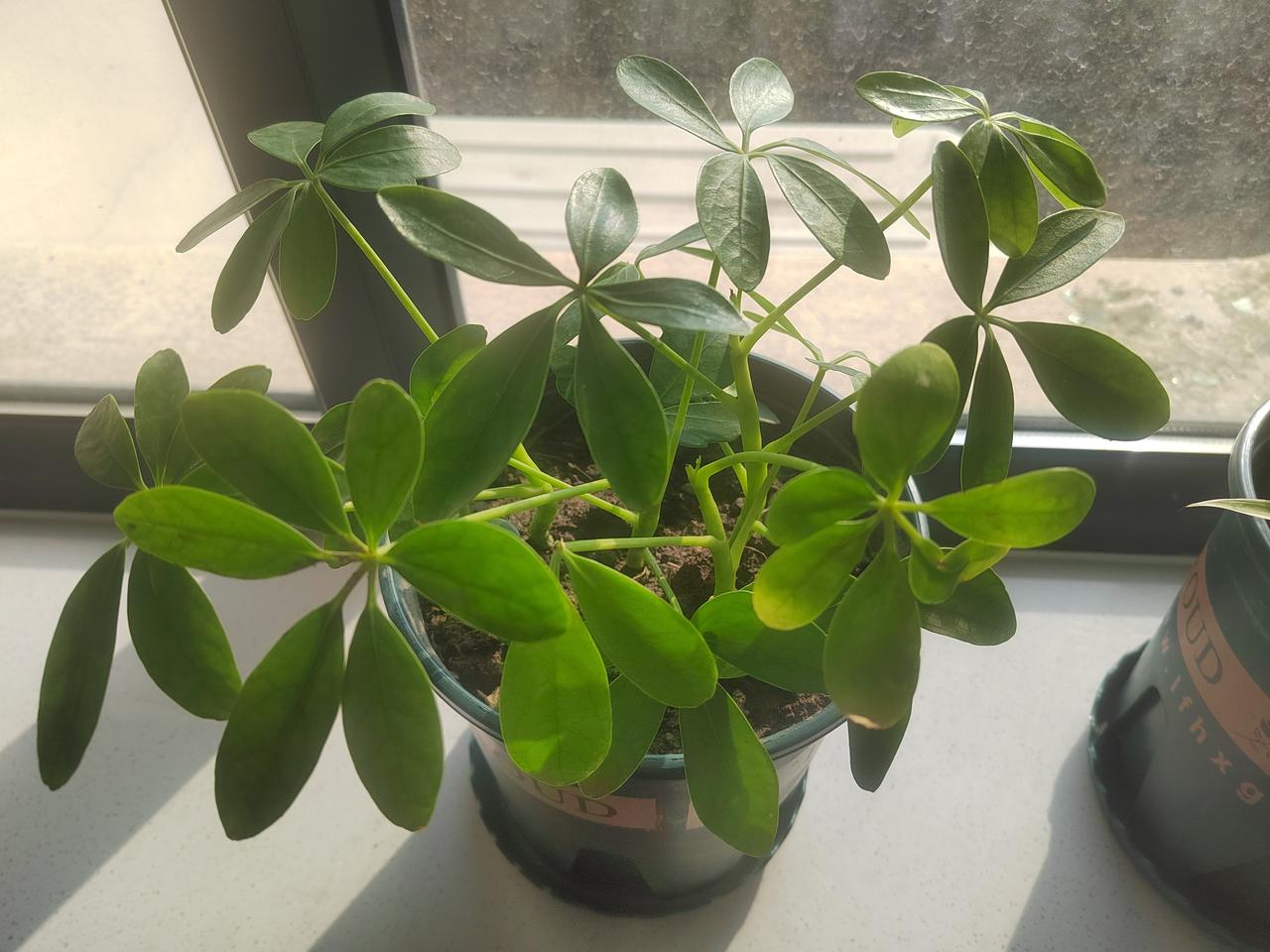 小鸭脚木盆栽越来越有样了😂