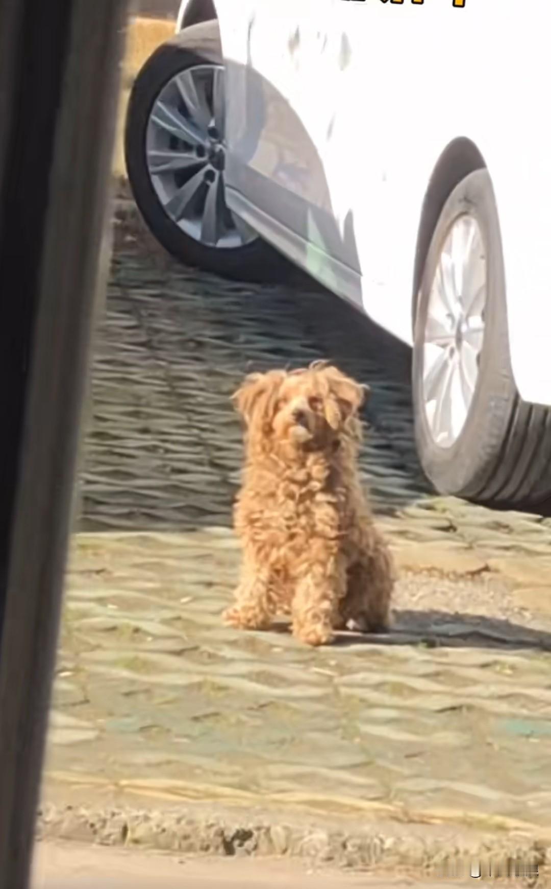 带狗狗出去玩时，我和它玩起了捉迷藏。我故意藏了许久，它四处寻觅，找了好久都不见我