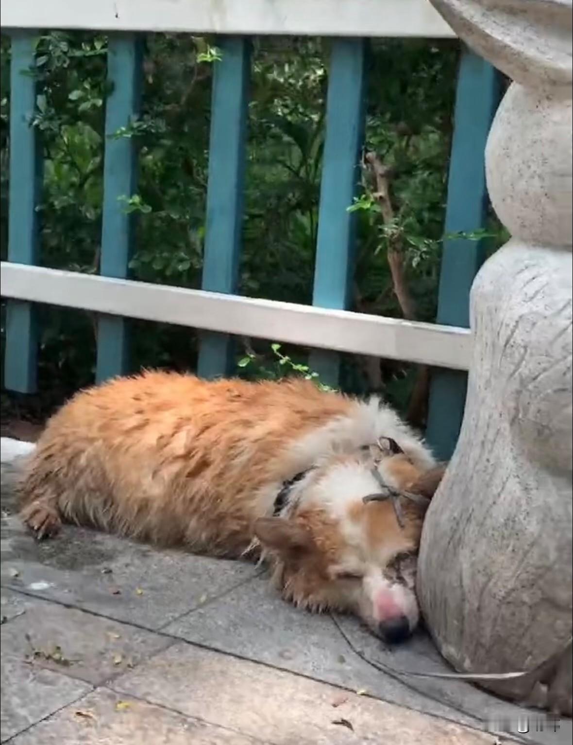 泪目了！这天一位小姐姐去公园散步，结果走到一个花坛附近的时候，看到一只可怜的狗狗