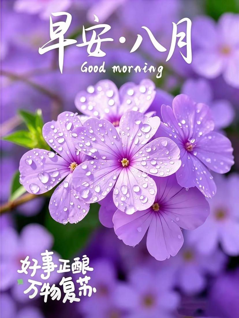 🌺2026./8.1日，八月首日晨安，荷伴浅秋朝夕🌺☘️🌅朝霞漫染八月