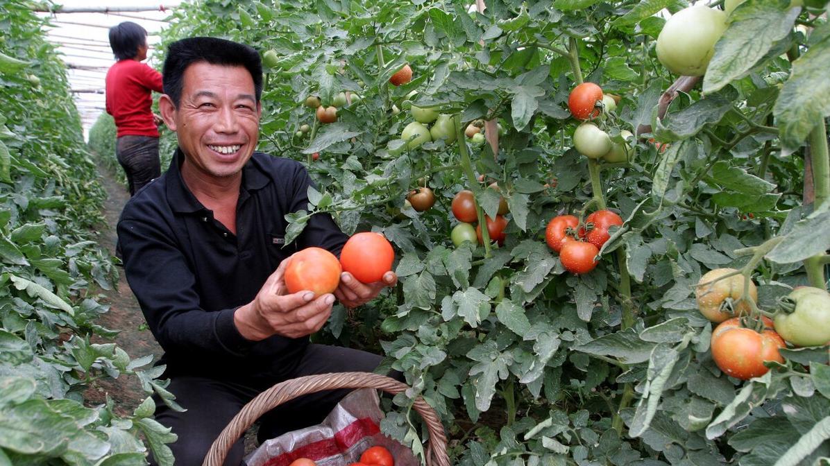 巧用红糖养蔬菜, 效果胜过肥料农药