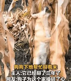 黑龙江这只狗算是把“干活”这两个字给整明白了。它告诉我们，有些狗吃狗粮是为了看