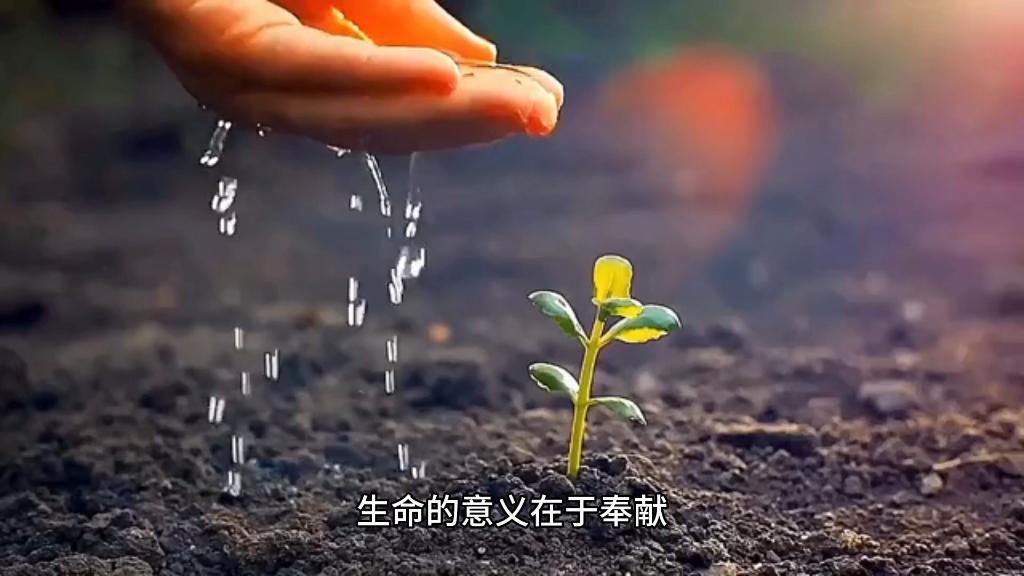 在这个纷繁复杂的世界里，我们时常在追寻生命的意义，却很少停下来思考：生命的本质到