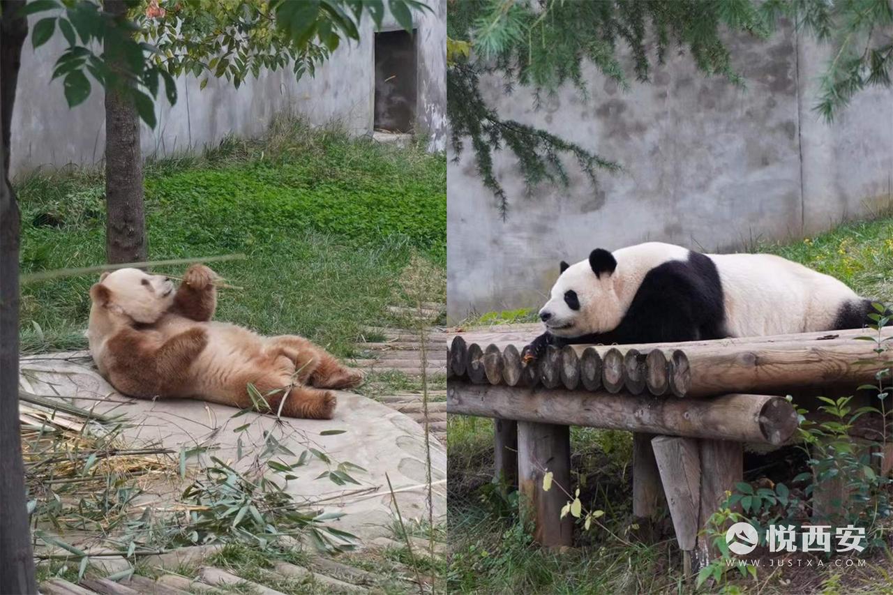 属于陕西的全新大熊猫基地来了，“建设大熊猫繁育研究基地”已被写入2026年西安政
