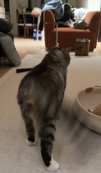 看我无敌旋风尾