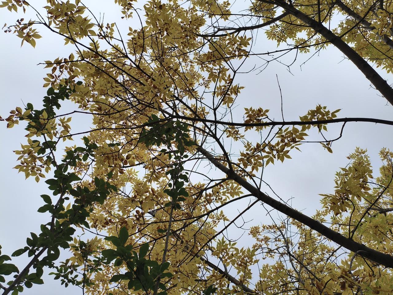 又是秋风起，再见黄叶飘。归鸿日渐远，青山绿意消。镜前悲华发，昨夜梦弄潮