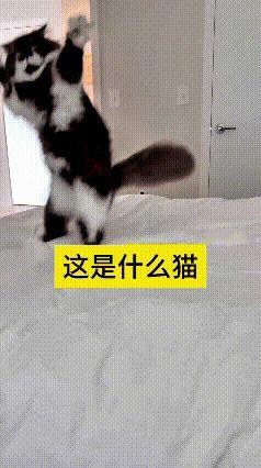 看到这个视频，瞅瞅这猫从地上一下蹦到床上，跟装了弹簧样，一落地直接站起来，俩前爪