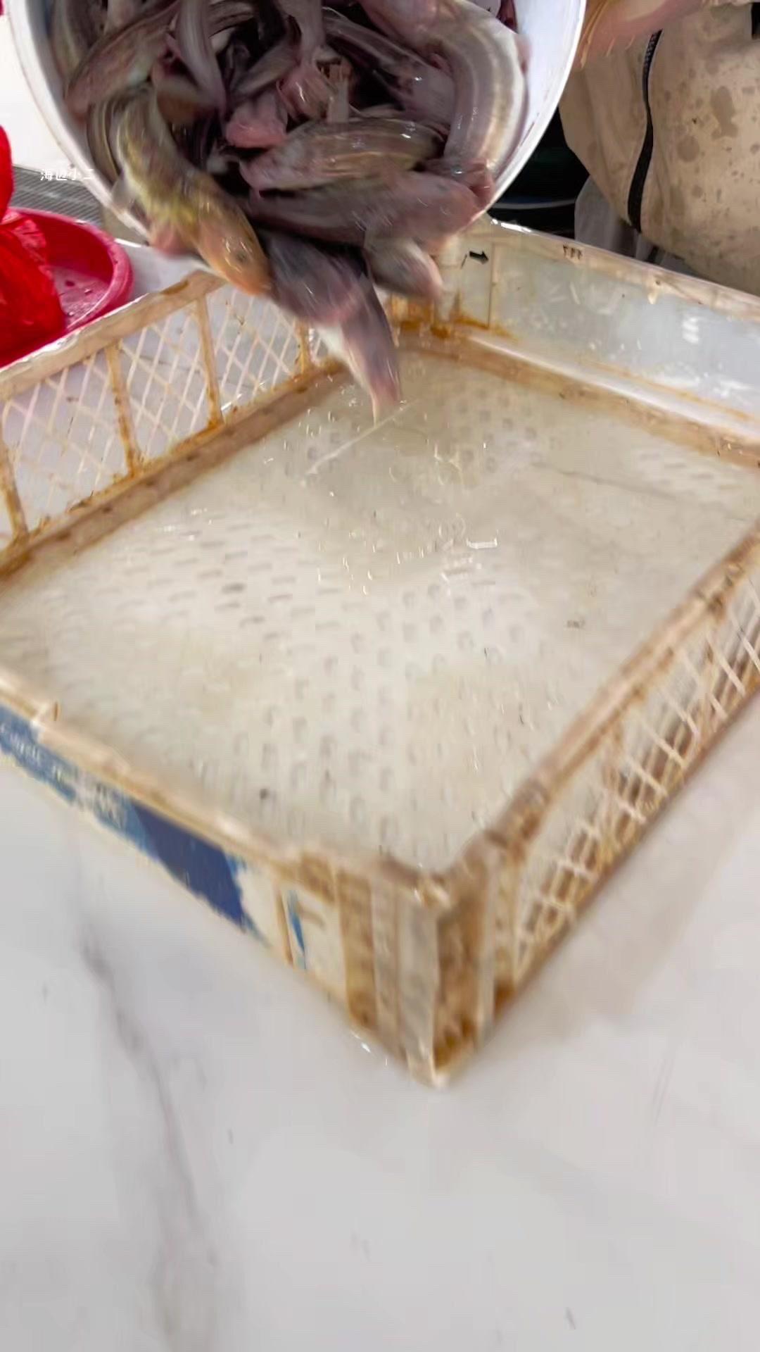海边钓的这鱼能吃吗？🐠有人知道这是什么鱼吗？今天赶海钓了好多，看着挺漂亮的，就