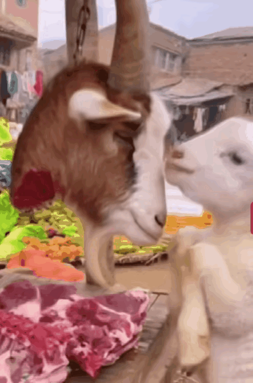 小羊羔认出了那挂着的羊头是妈妈。它伤心地捧着妈妈的头叫呀叫，可妈妈永久也不会睁开