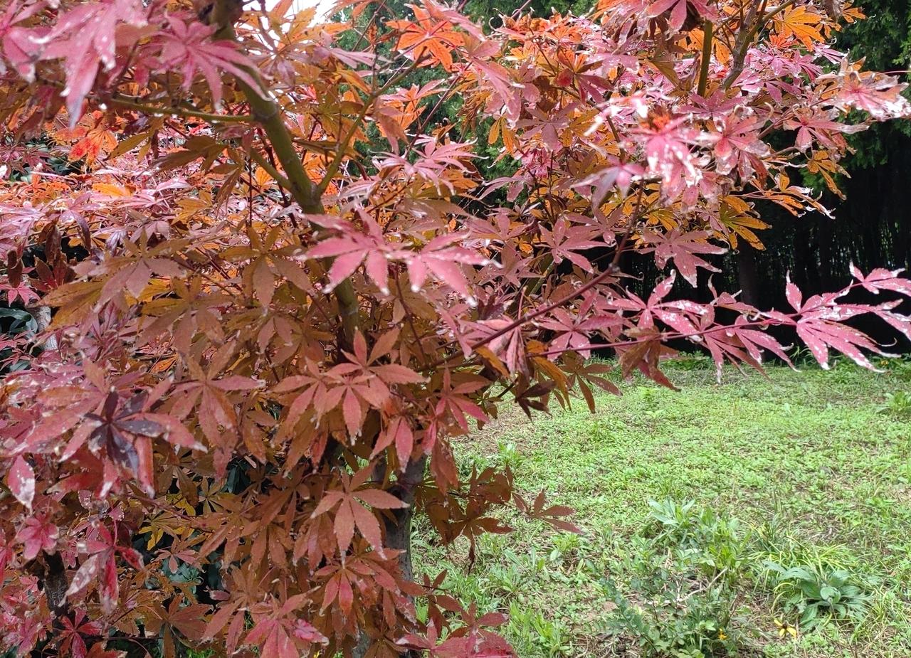 某单位一员工,名校毕业,工作出色,6年前主管领导给他说:好好干,准备“培养”你。