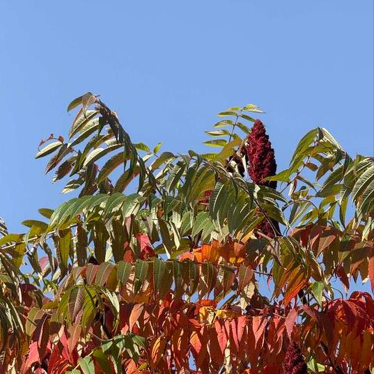 一条关于西安市原官员的消息 11月7日晚8:00，一条关于西安市原官员的消息