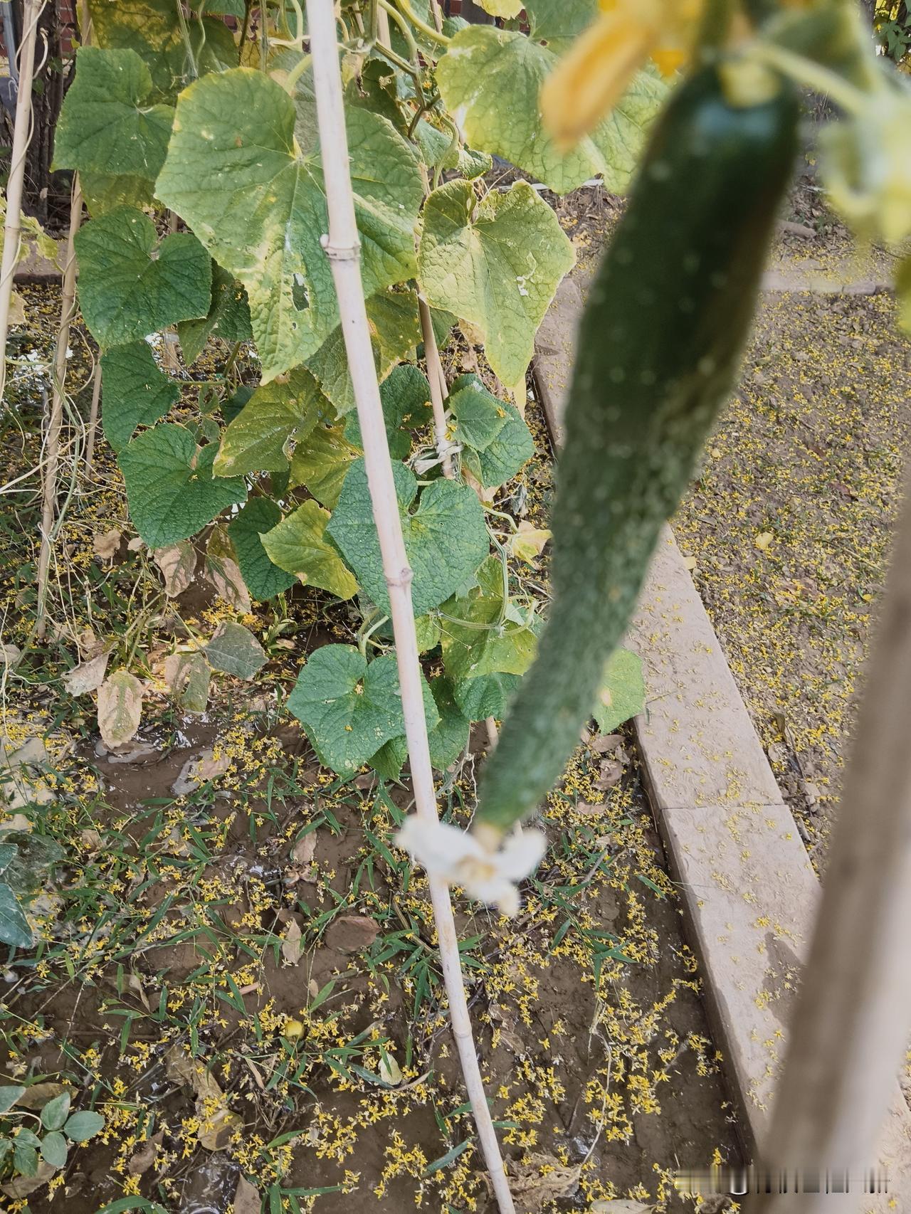 黄瓜的花是黄色的？还是白色的？今天去小菜园溜达，看到一根黄瓜顶着一朵白花，印