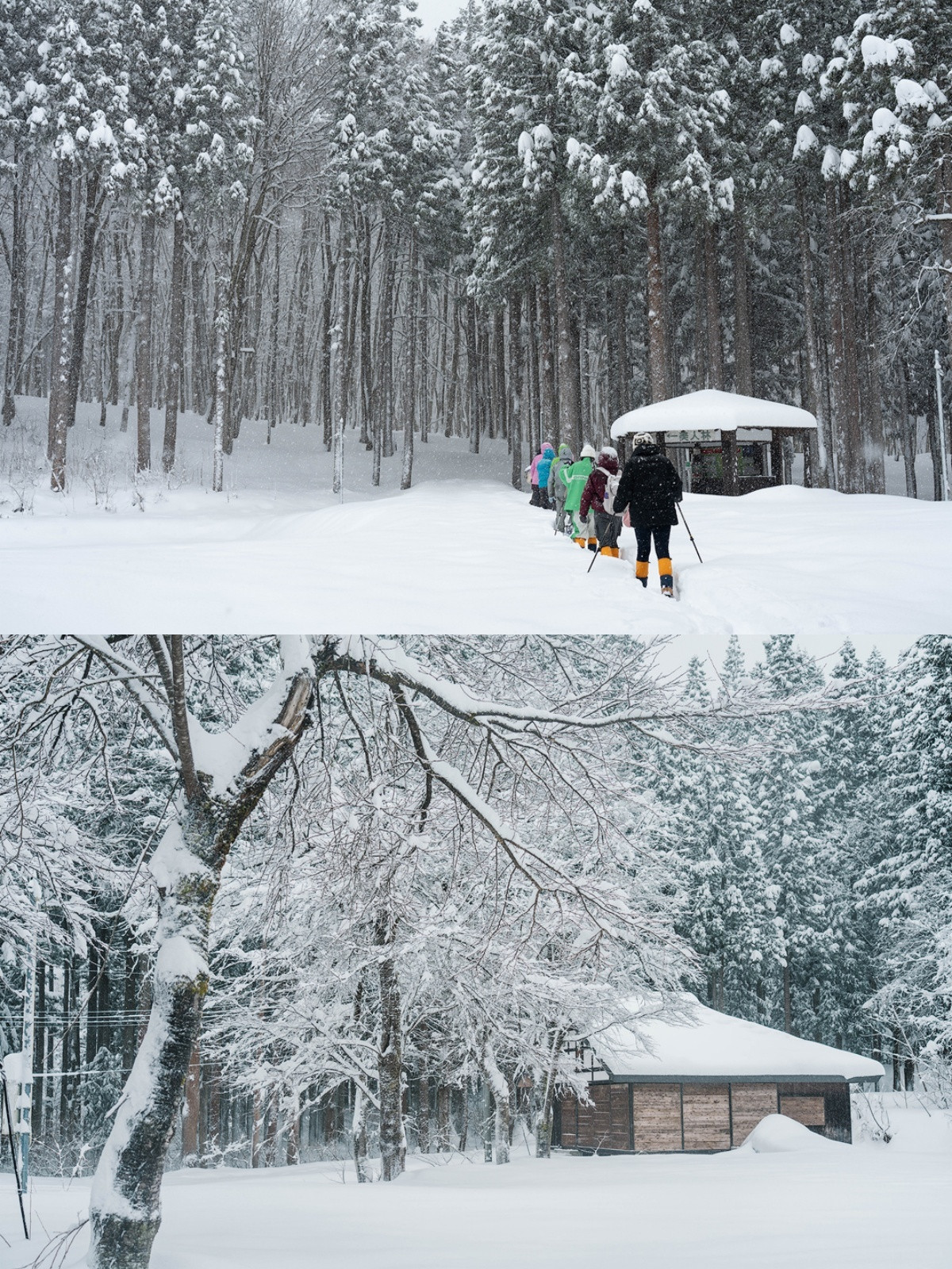 城市巡游记离东京不远的新潟县真的是小众的雪国秘境，十日町有一片宛如仙境的美人