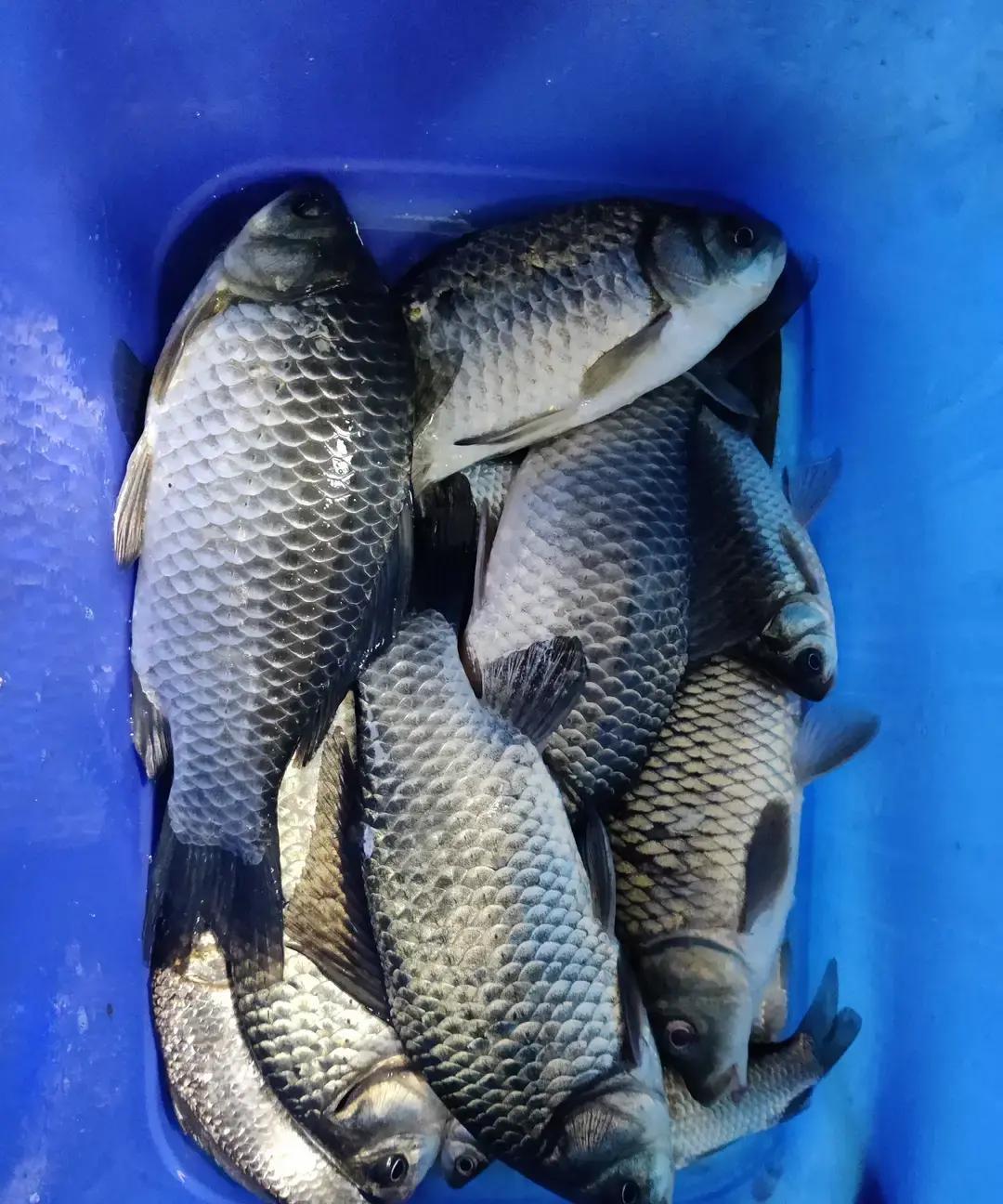 别再相信“天冷鱼不爱动”的鬼话了。真正的老手，专挑刺骨冬夜出门。因为小杂鱼