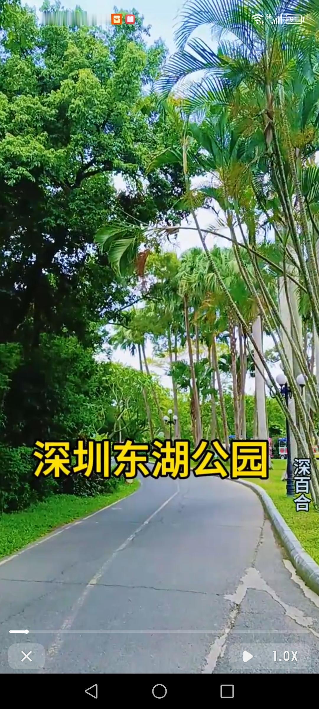 深圳东湖公园简直是宝藏打卡地，还不要门票！2025年12月15日至2026年1月