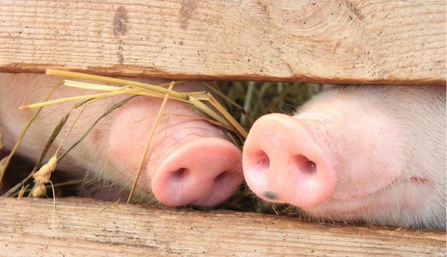 5块的猪肉吃得爽？隐患还在后面。 2026年7月猪肉均价18块/公斤，比去年