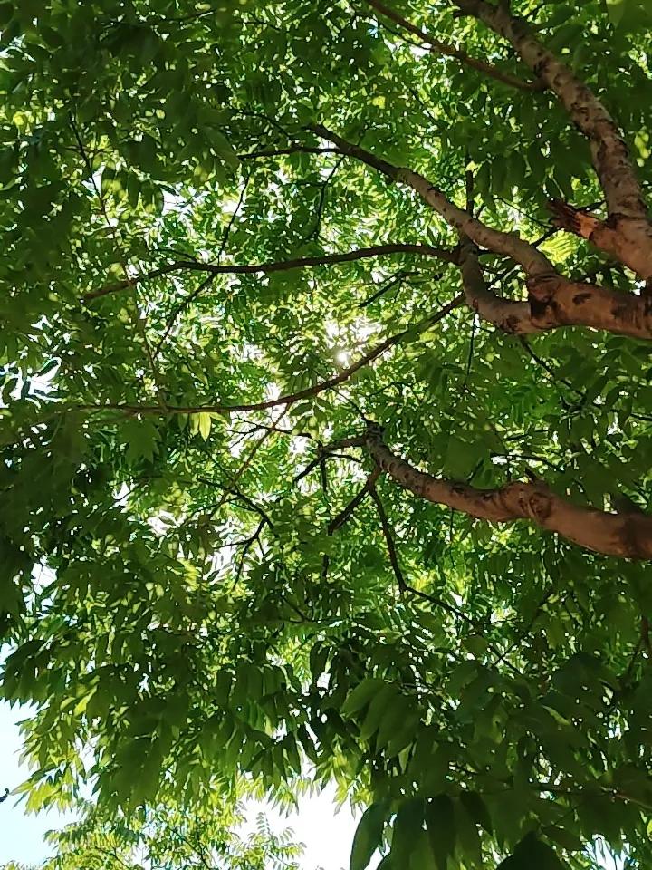 今天又是老套路，又在拉银行，掩护创业板资金卖出，连续拉了几天的创业板，除了几只大