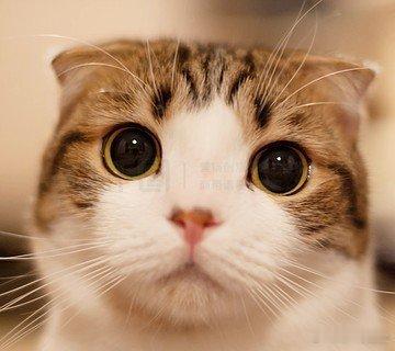 人毕业了猫咪还没毕业漫步最后的校园小路，总能看到熟悉的猫咪身影。我们毕业了各奔
