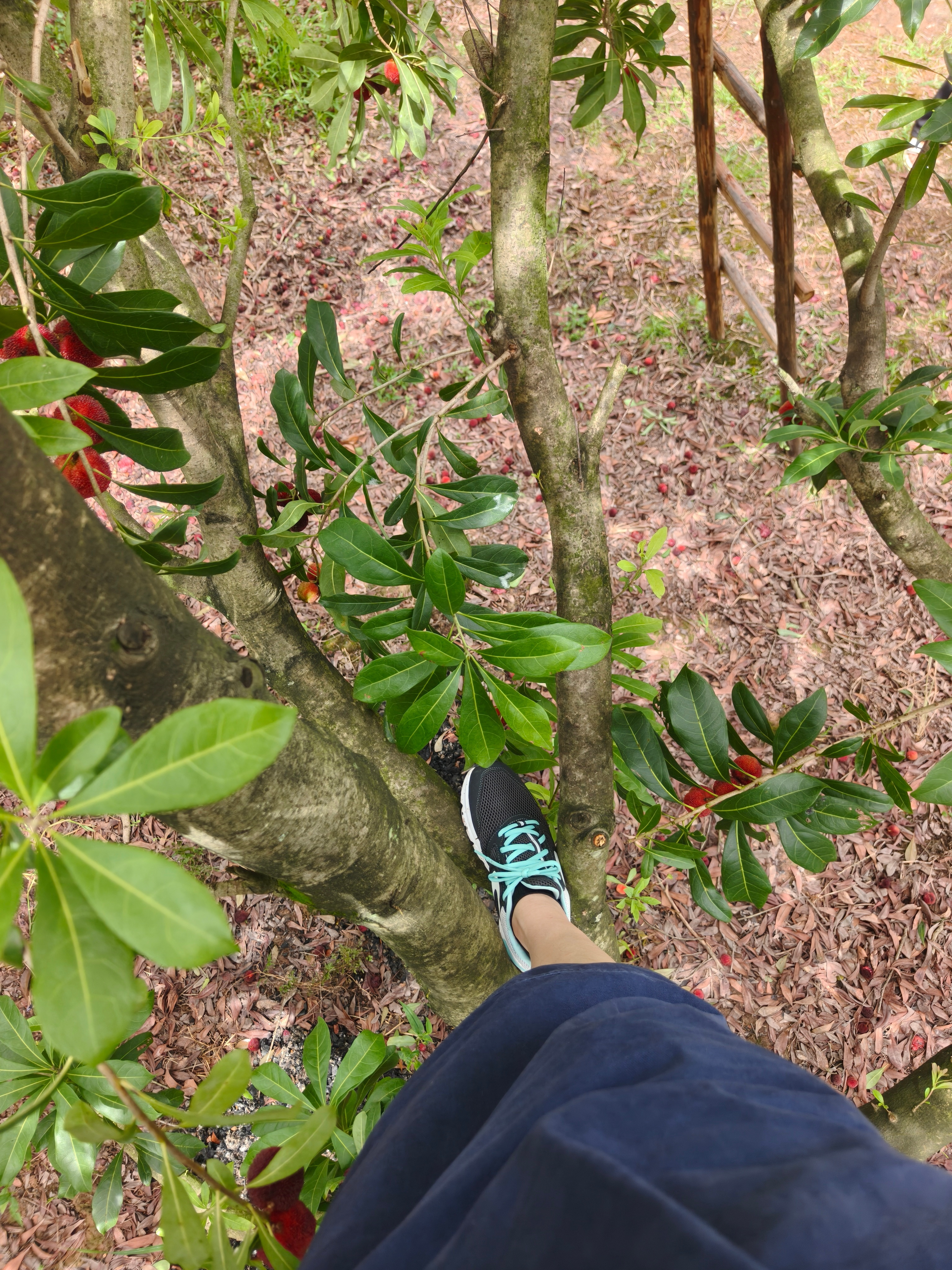 摘杨梅啦，摘东魁杨梅啦！当然了，我不摘，孩子们摘！兰溪马涧杨梅