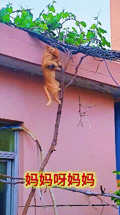 大猫带着小猫往房顶攀爬，小猫紧紧抱住猫妈妈，一刻也不敢松开。树枝细细的，看着就不